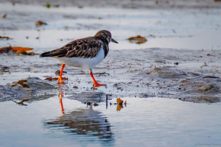 Tournepierre à collier