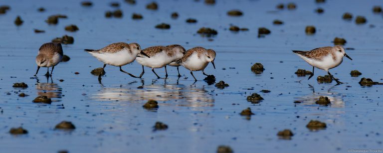 Bécasseau sanderling
