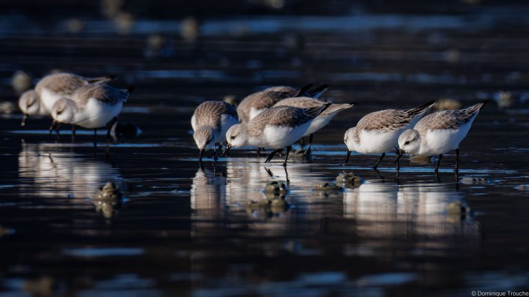 Bécasseau sanderling