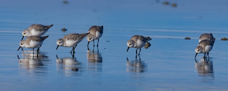 Bécasseau sanderling