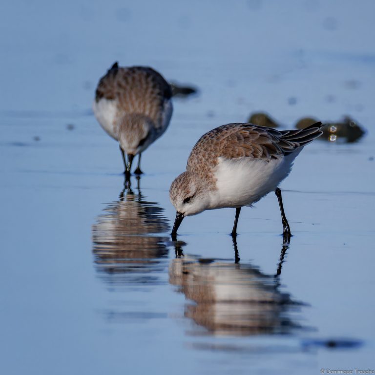 Bécasseau sanderling