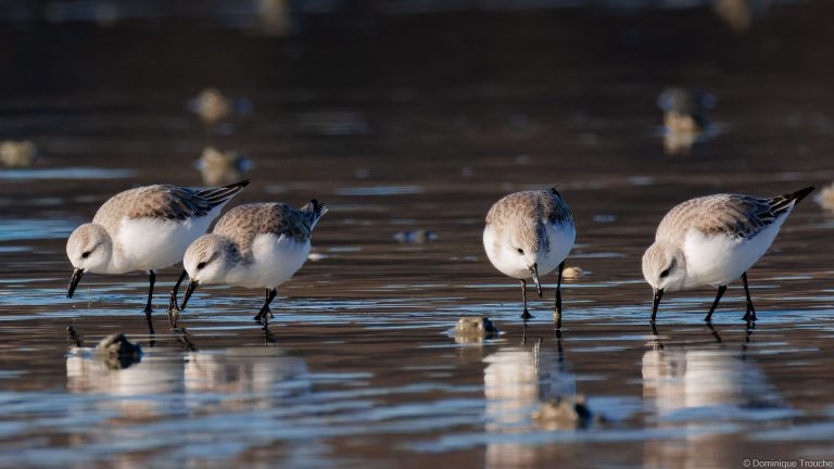 Bécasseau sanderling