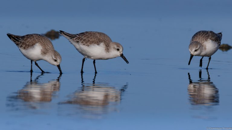 Bécasseau sanderling