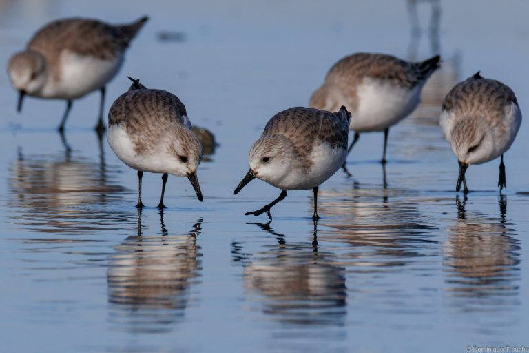 Bécasseau sanderling