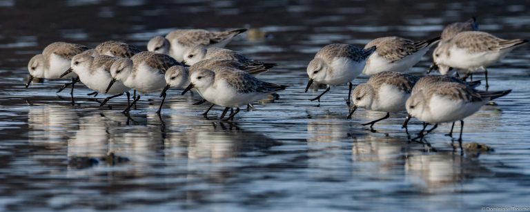 Bécasseau sanderling