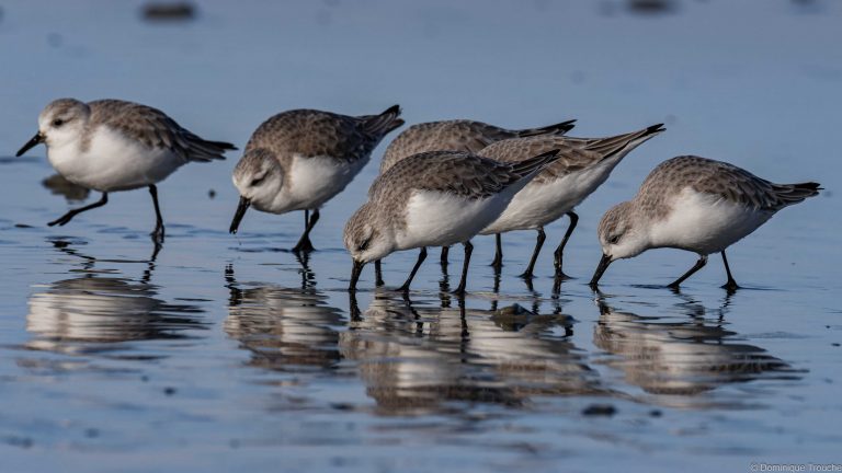 Bécasseau sanderling