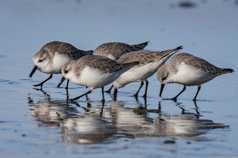 Bécasseau sanderling