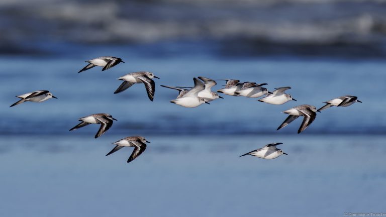Bécasseau sanderling