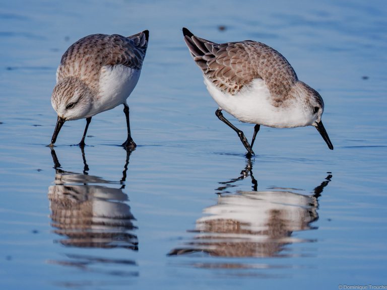 Bécasseau sanderling