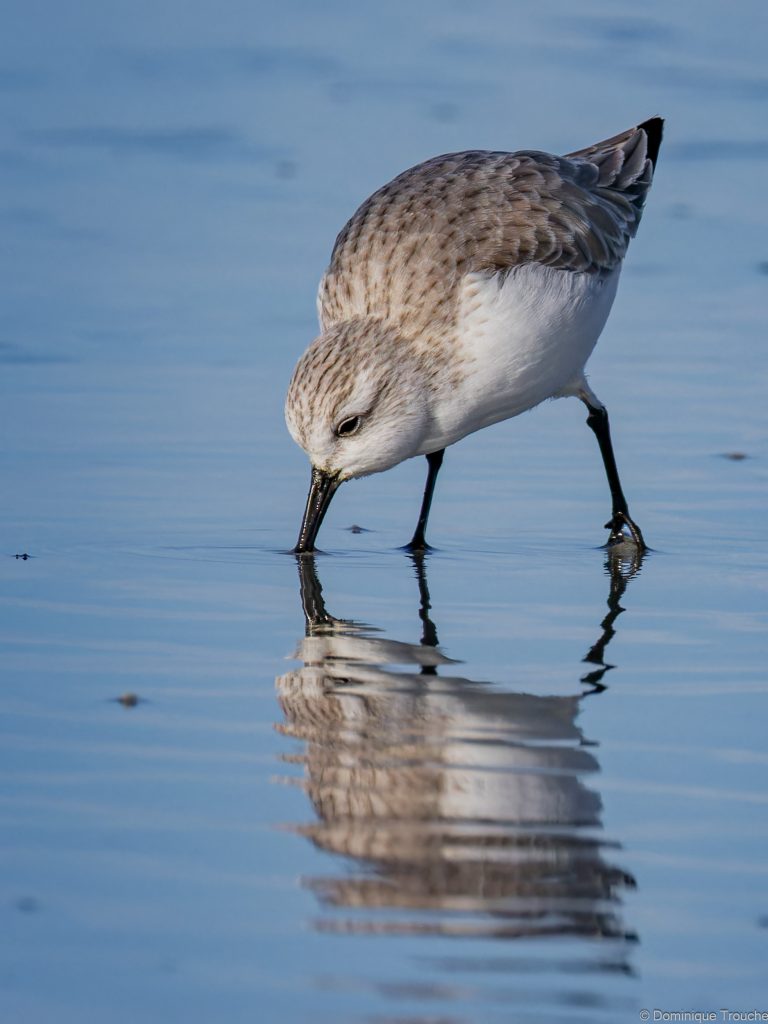 Bécasseau sanderling