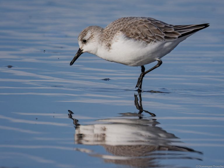 Bécasseau sanderling