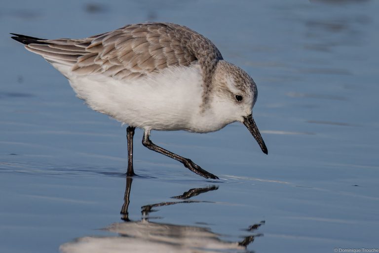 Bécasseau sanderling