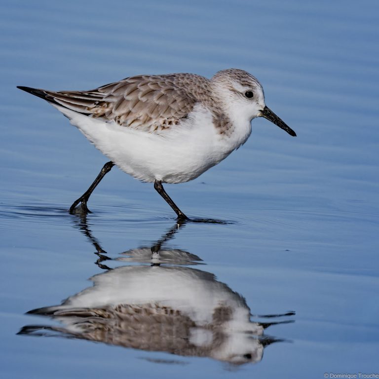 Bécasseau sanderling
