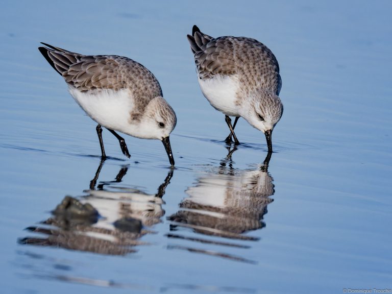 Bécasseau sanderling