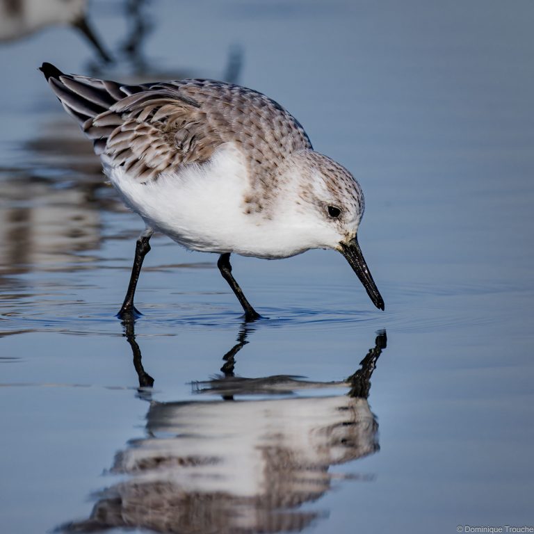 Bécasseau sanderling
