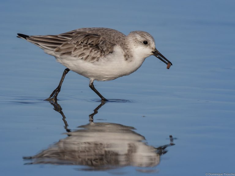 Bécasseau sanderling