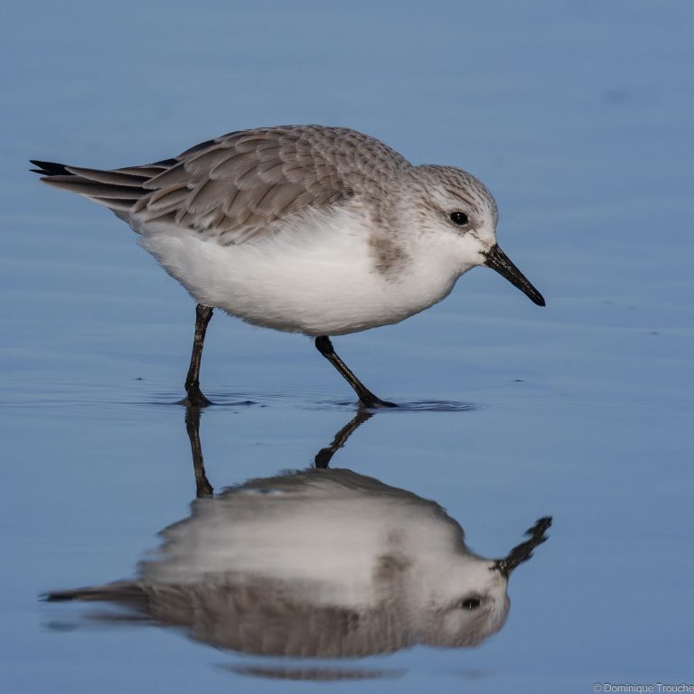 Bécasseau sanderling