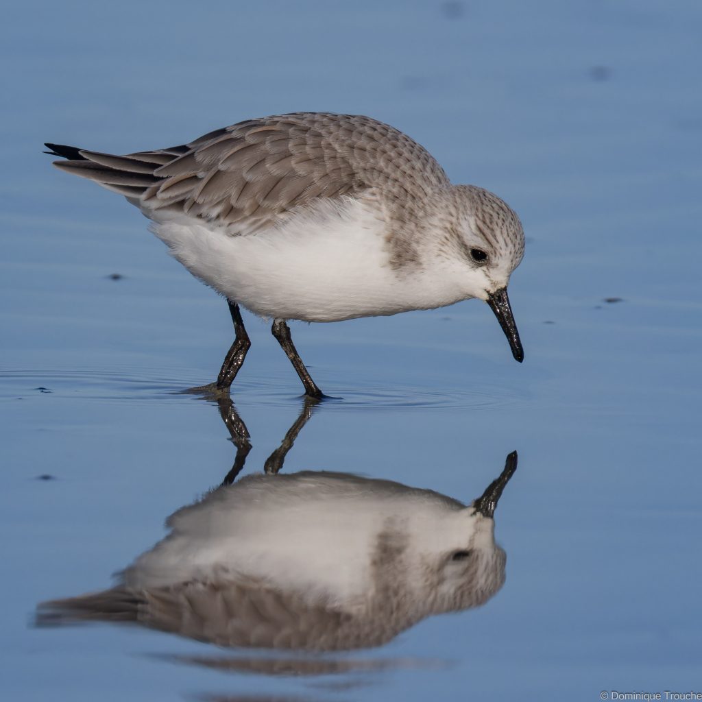 Bécasseau sanderling