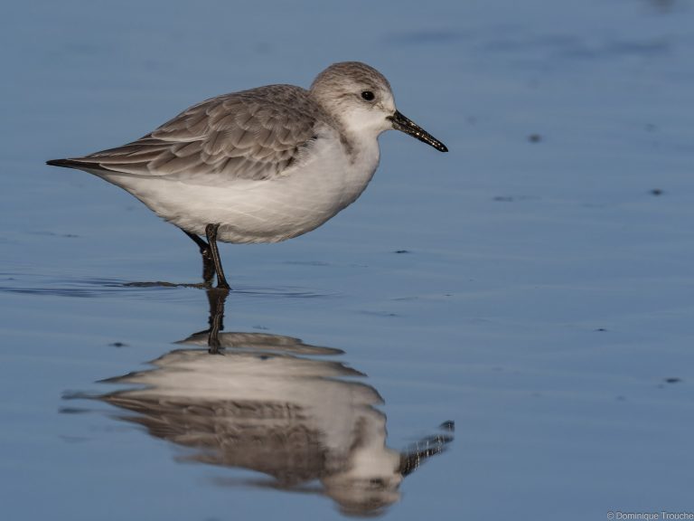 Bécasseau sanderling