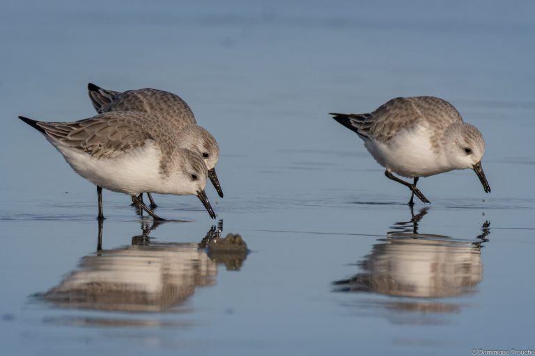 Bécasseau sanderling