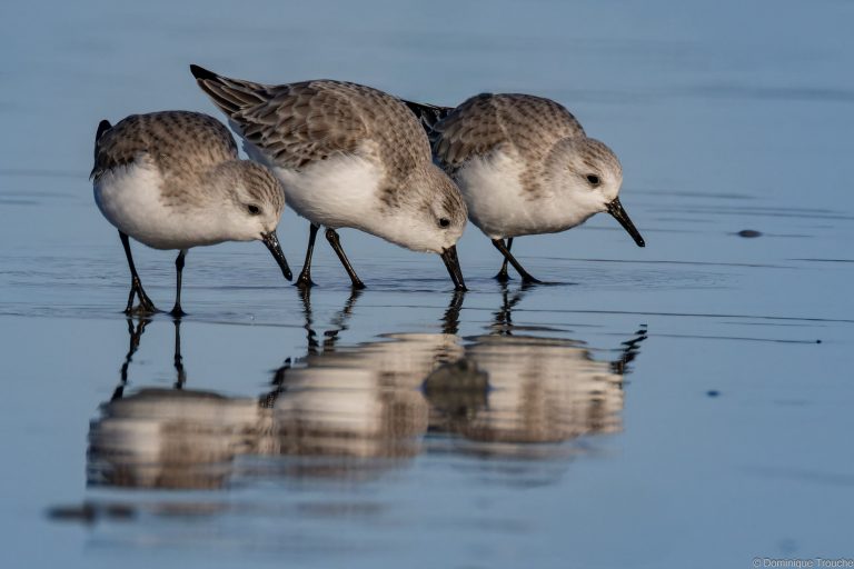 Bécasseau sanderling