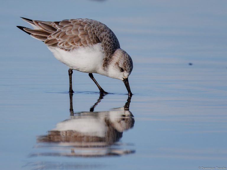 Bécasseau sanderling