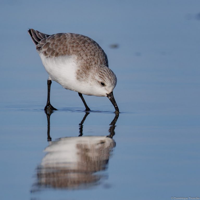 Bécasseau Sanderling