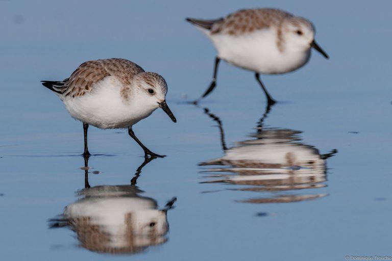Bécasseau Sanderling