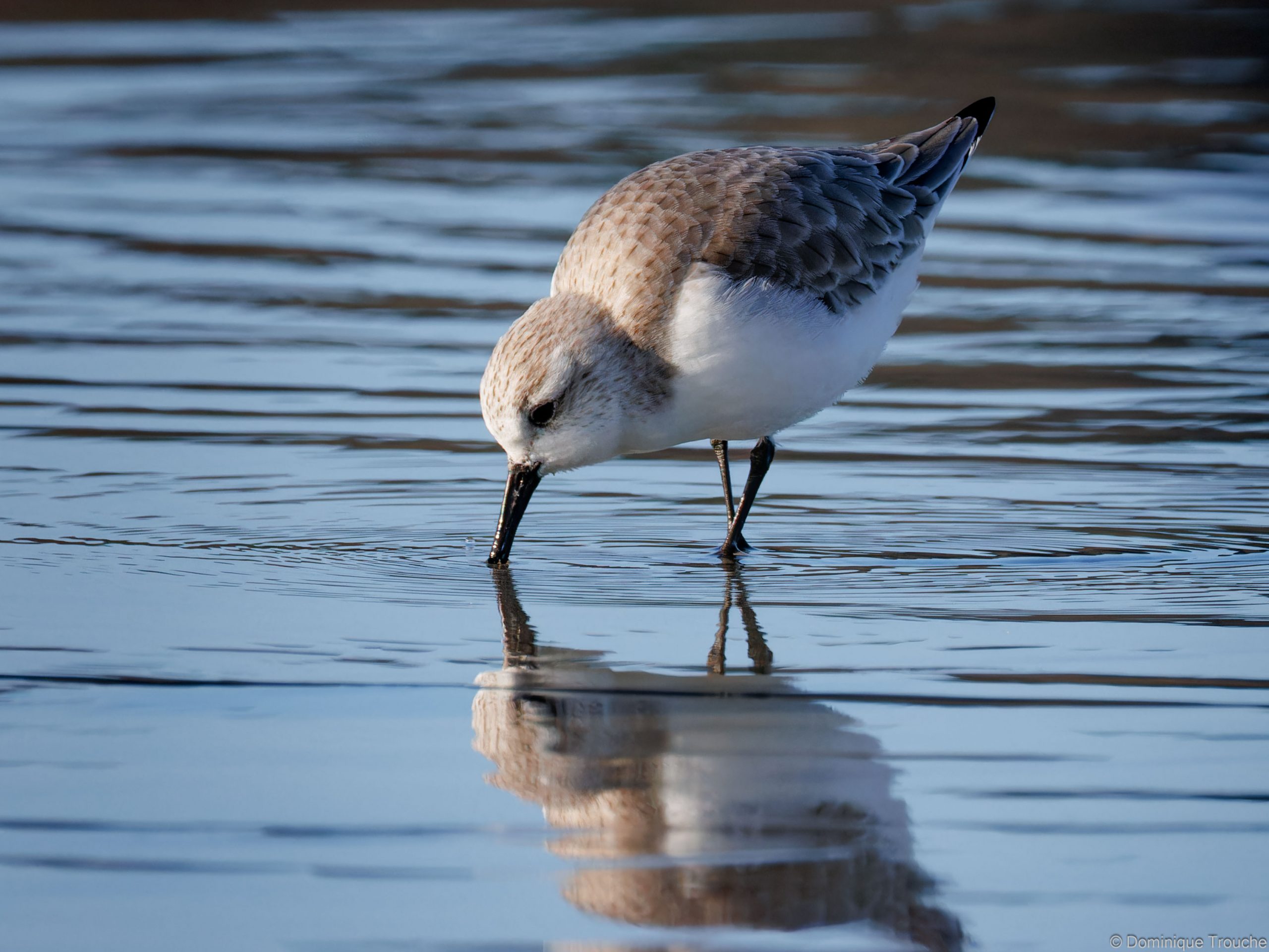 Lire la suite à propos de l’article A la chasse aux Sanderlings