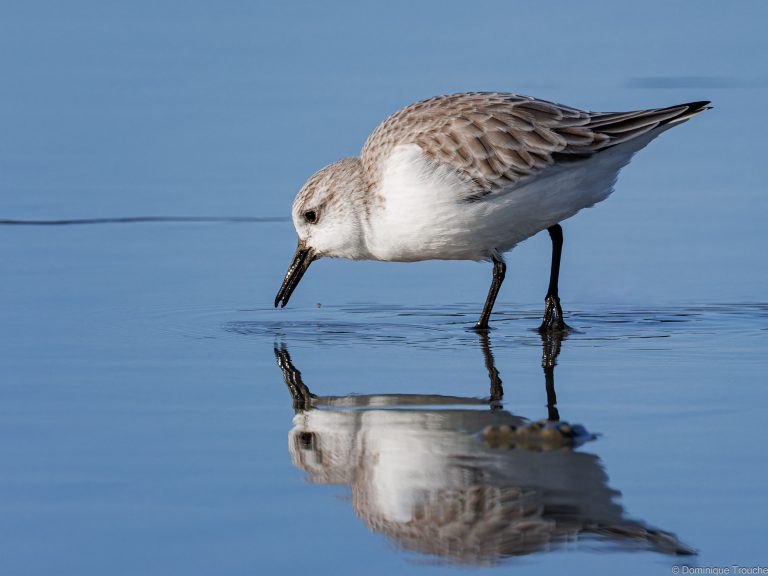 Bécasseau Sanderling