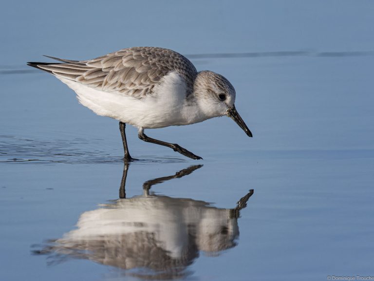 Bécasseau Sanderling
