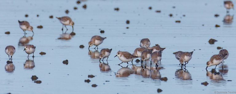 Bécasseau Sanderling