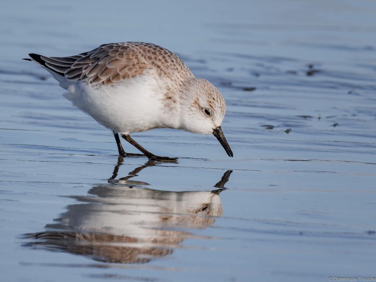 Bécasseau Sanderling