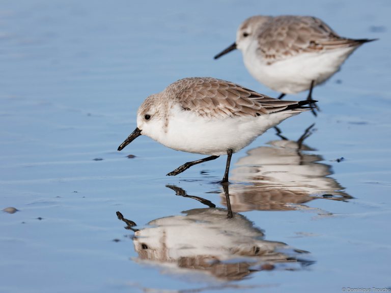 Bécasseau Sanderling