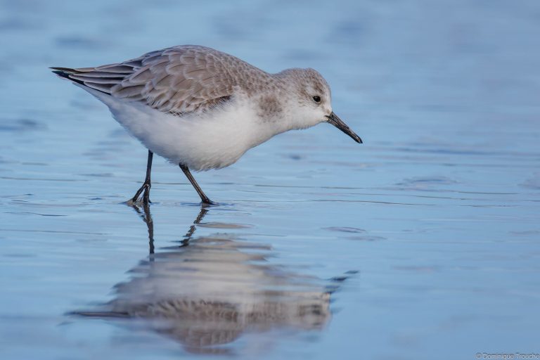 Bécasseau sanderling