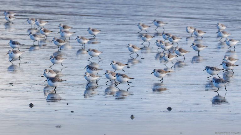 Bécasseau sanderling