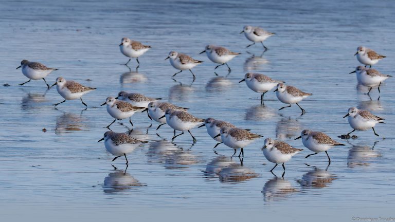 Bécasseau sanderling