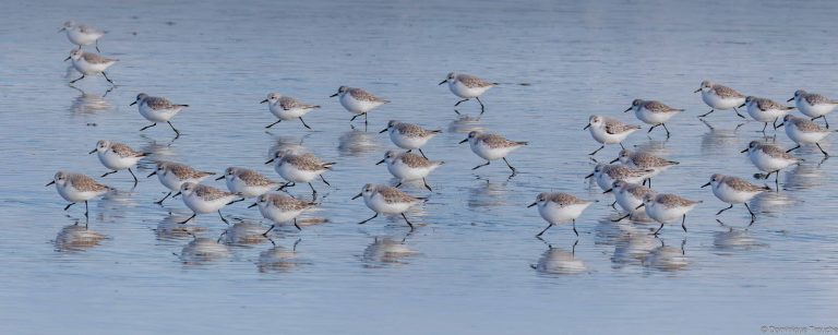 Bécasseau sanderling