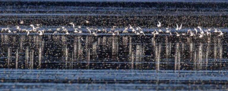 Bécasseau sanderling