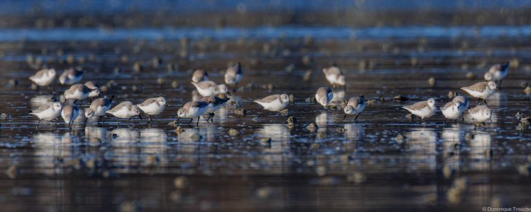 Bécasseau sanderling