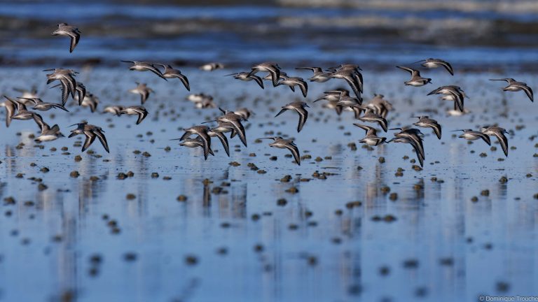 Bécasseau sanderling