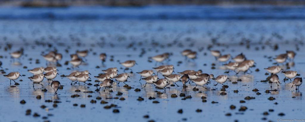 Bécasseau sanderling