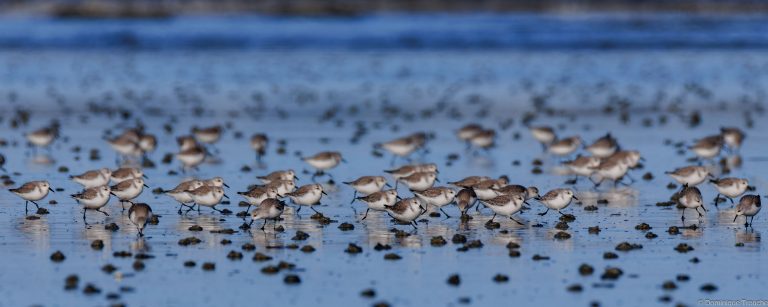 Bécasseau sanderling