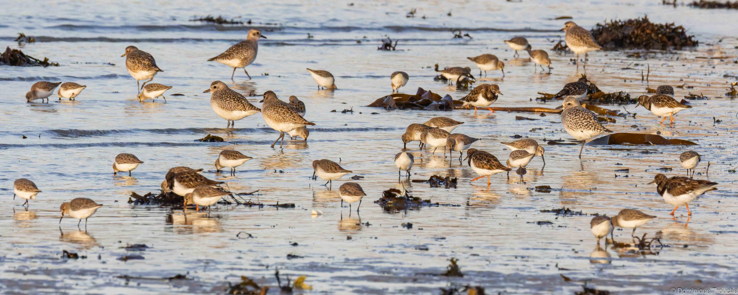 Lire la suite à propos de l’article La Baie Sainte Anne – Un écrin pour l&rsquo;observation et la photographie des oiseaux