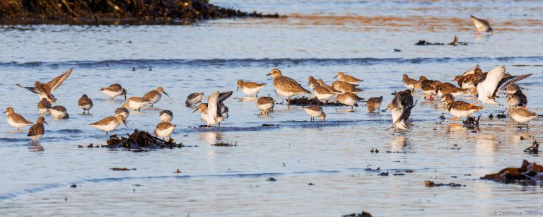 Pluviers argentés, Bécasseaux variables et Tournepierres à collier
