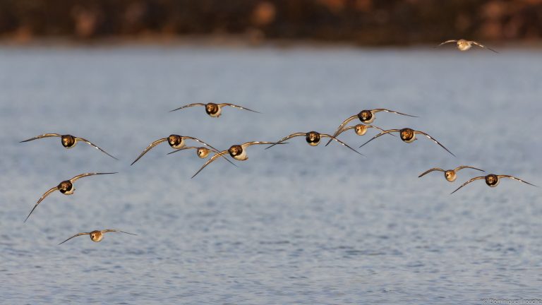 Tournepierres à collier et Bécasseaux variables
