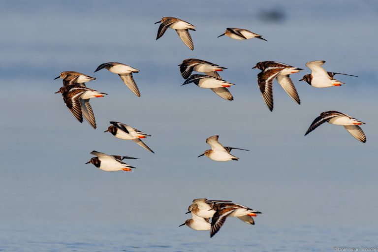 Tournepierres à collier et Bécasseaux variables