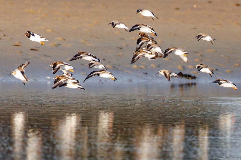 Tournepierres à collier et Bécasseaux variables