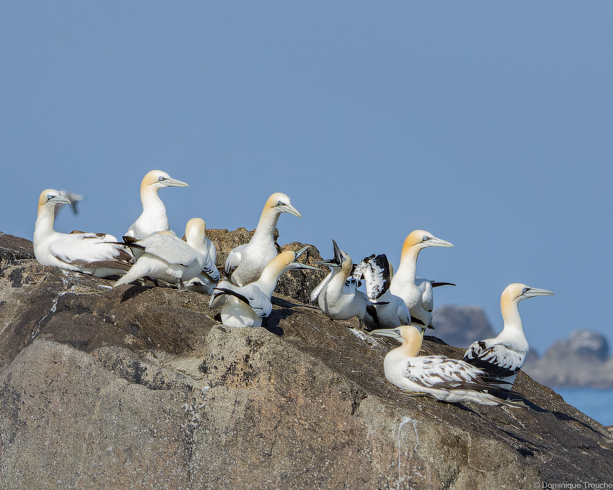 Colonie de Fous de bassan dont quelques immatures