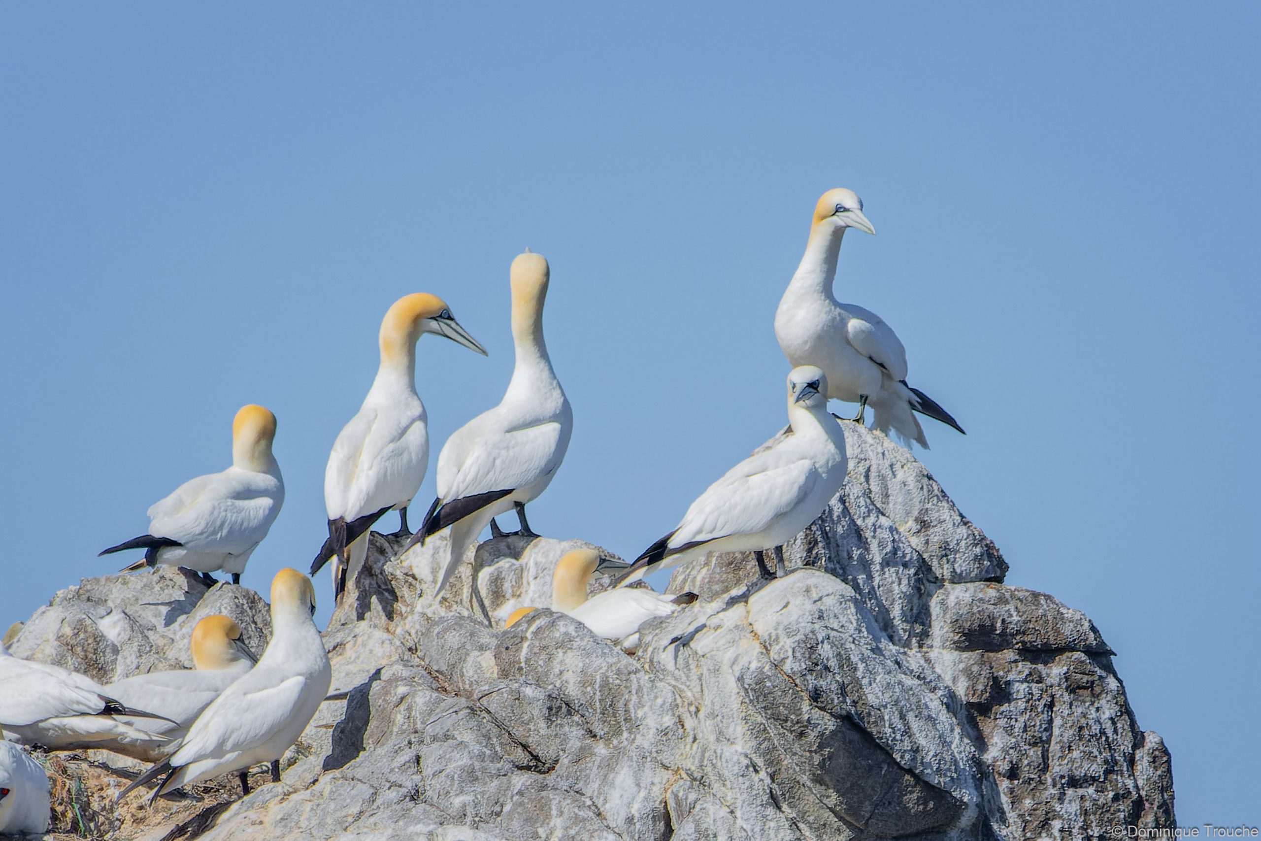 Fous de bassan —Réserve des Sept Îles (22) —4 juin 2021